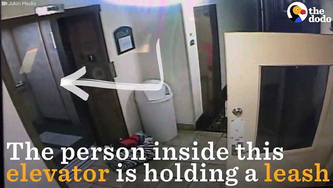 Man Saves Dog From Elevator