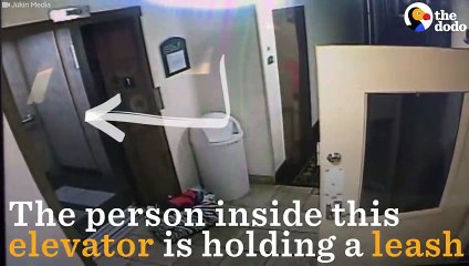 Man Saves Dog From Elevator