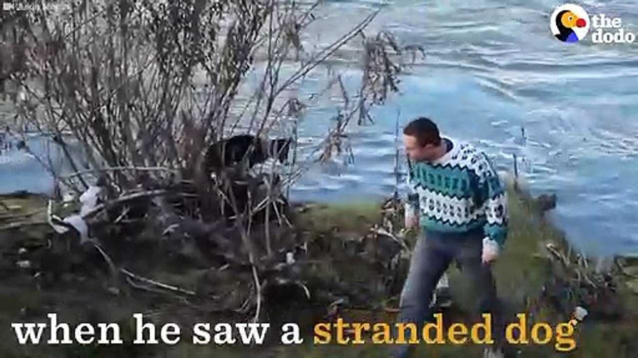 Man Jumps Off Bridge To Save Dog - video Dailymotion