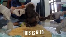 Meet Gito The Orangutan That Never Gave Up