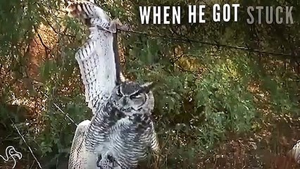 Owl Stuck In Barbed Wire Gets Help And Flies Away