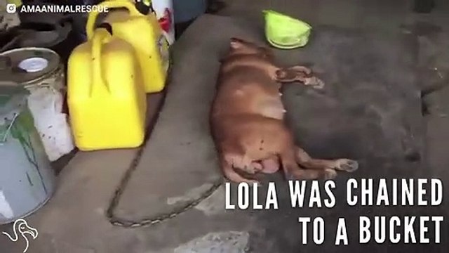 Pit Bull Locked In Basement For 8 YEARS! The Dodo