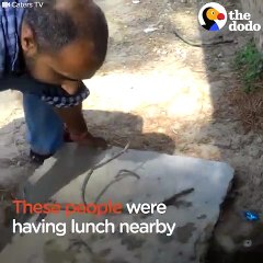 Puppy Rescued From Water Tank   The Dodo