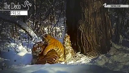 Rehabilitated Tiger Gives Birth In The Wild