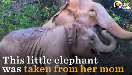 Rescued Elephant Reunites With Her Mom