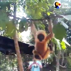 Rescued Gibbon Gets A Stuffed Animal   The Dodo