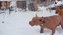 Rescued Pit Bulls Play In The Snow