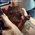 Rescued Squirrel Loves Hanging Out With HIs Mom