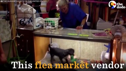 Rescuers Save Puppies From Nightmare ‘Breeder’