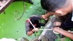 Rescuers Will Do Whatever It Takes To Save Drowning Piglet