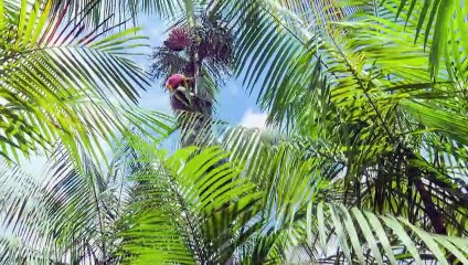 Acai berry craze: boon or threat for the Amazon?