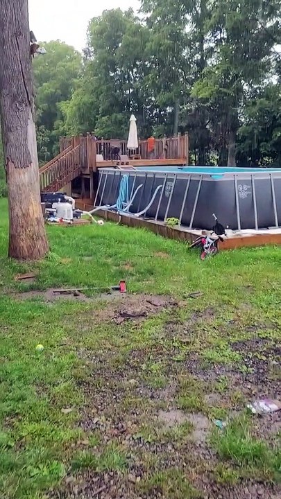 La pluie ne peut pas empêcher un chien qui aime l'eau de se baigner