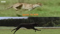 Can Top 10 Fastest Dog Breeds Beat The Cheetah? - Top 10 Fastest Dog Breeds In The World
