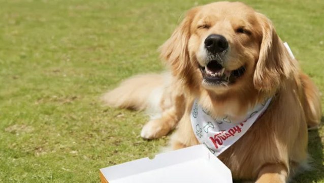 Krispy Kreme Just Announced Pup’kin Spice Doughnuts Made For Dogs
