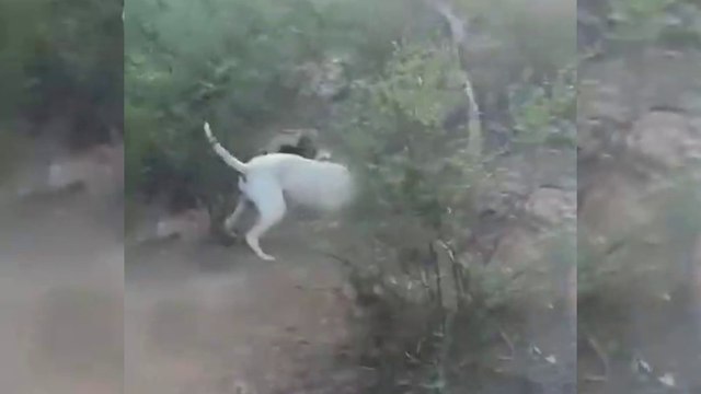 Dogo Argentino VS Mountain Lion Puma Cougar - Trained Dogo Dog VS Puma Cougar in The Wild