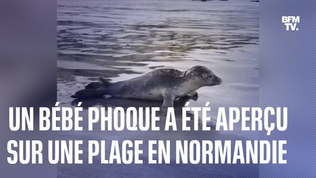 Que faire si vous rencontrez des jeunes phoques seuls sur les plages en Normandie?