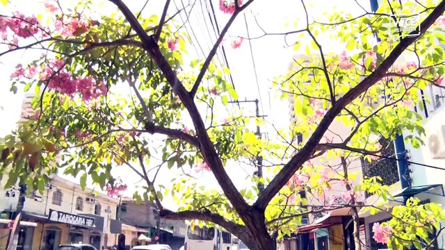 Mangueira sofre risco de queda na rua dos Mundurucus, afirmam moradores