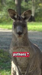 Un ver vivant de 8 cm découvert dans le cerveau d'une femme !