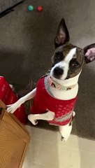 Princess tries blueberry and peanut butter treat