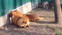 Que peuvent bien regarder ces deux chiens sous une palissade