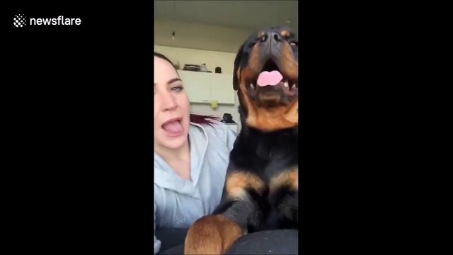 Elle imite son chien, regardez sa réaction : hilarant