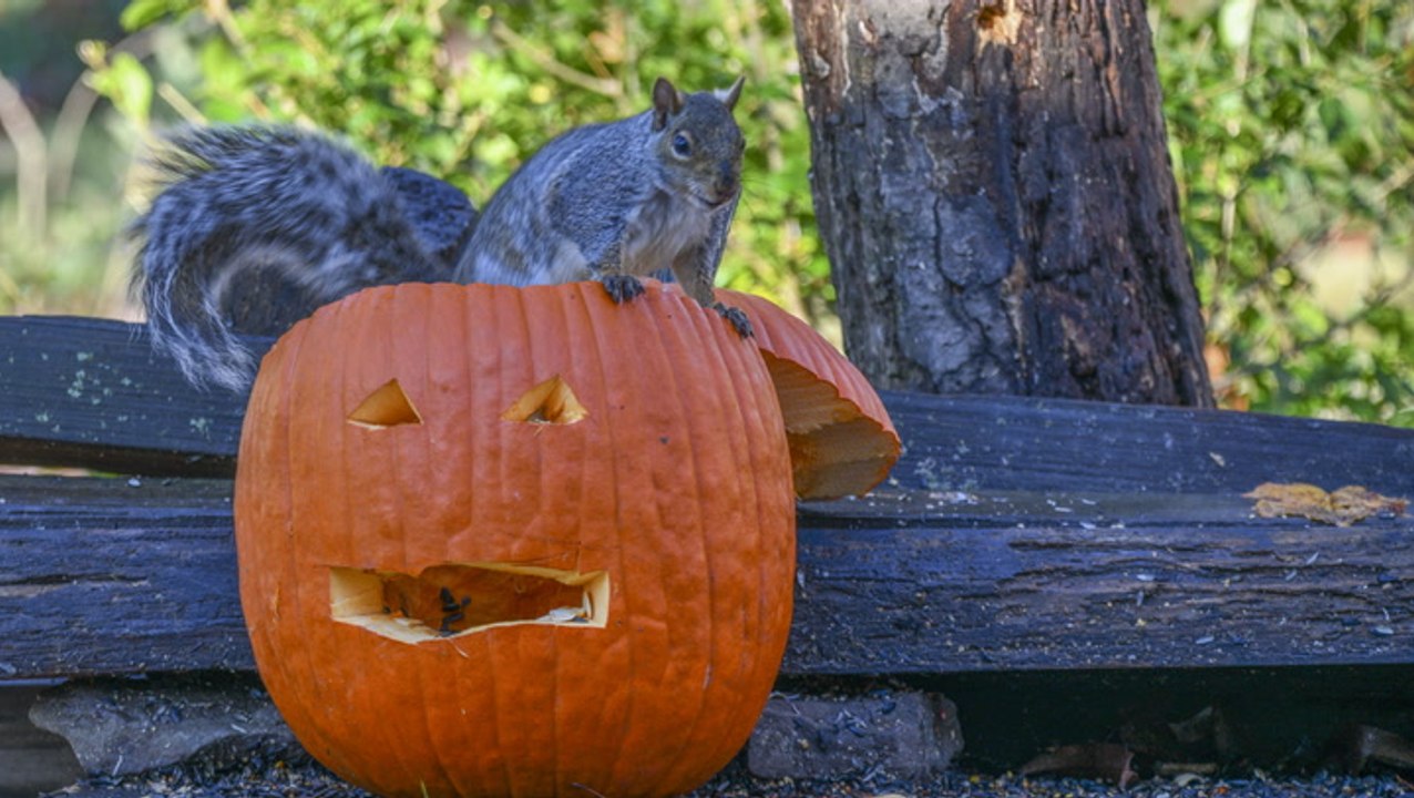 4 Ways to Prevent Squirrels (and Other Animals) From Eating Pumpkins, Gourds, and More Fall Décor