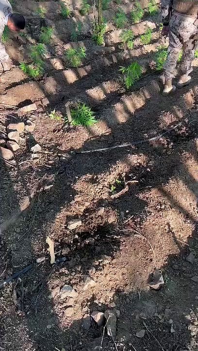 Operação apreende cerca de 20 mil pés de maconha em Mata Grande