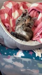 Foster Kitten Nursing on Her Toes and Making Biscuits