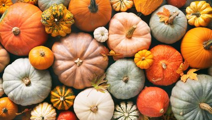 Is a Pumpkin a Fruit or a Vegetable?