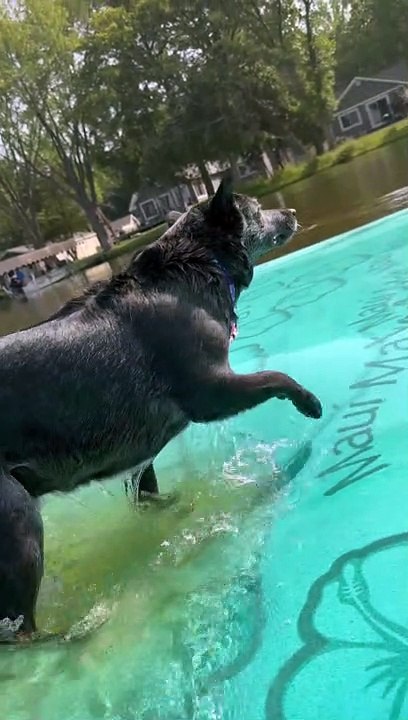 Piranha Puppy Nips At Toes