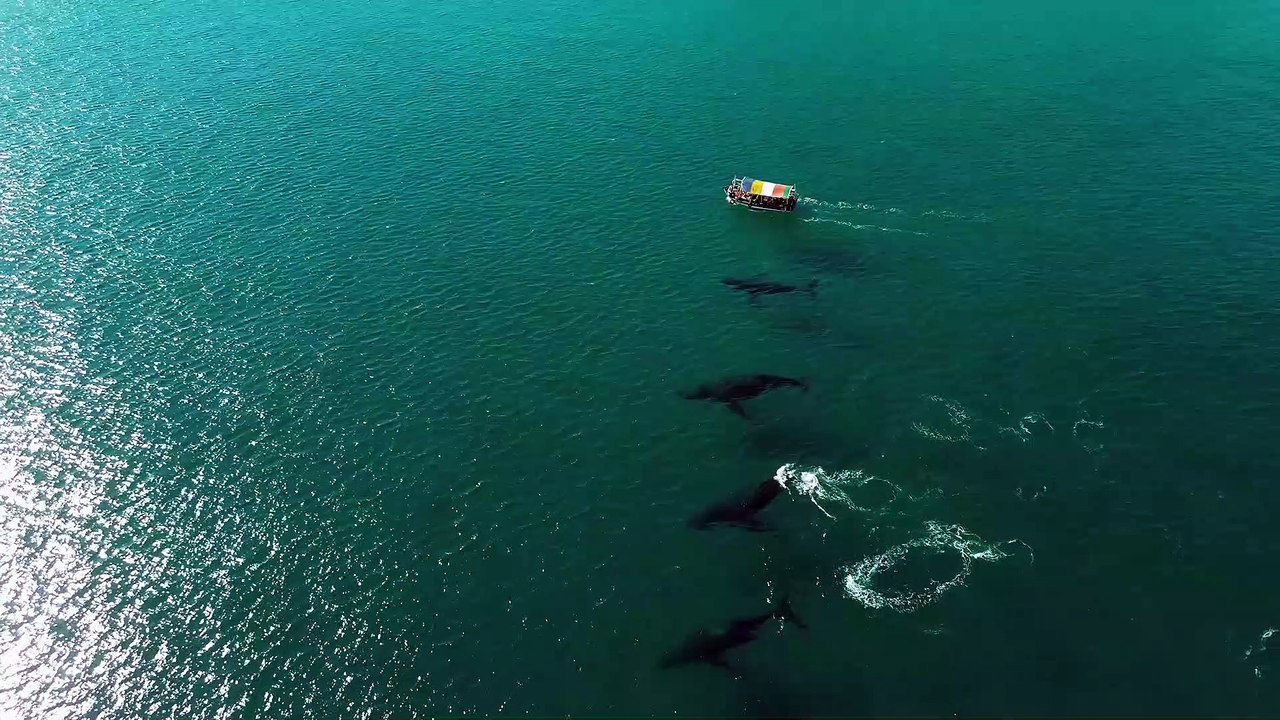 Beautiful and Powerful Sea Creatures
