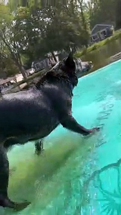 Piranha Puppy Nips At Toes