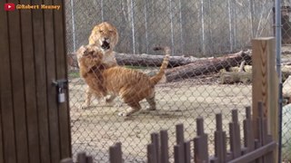 Lion VS Tiger - Tiger VS Lion Fight Real Video - Blondi Foks