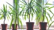 7 Potted Trees You Can Grow Indoors to Enhance Your Space