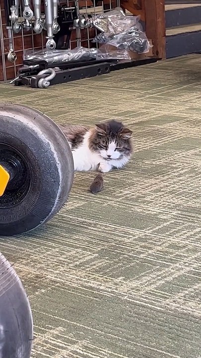 Cat Slacks Off At Work
