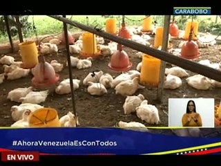 Carabobo | Agropecuaria La Envidia C.A. produce 160 litros de leches diarias con vacas de ordeños