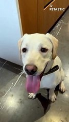 Dog's determination to learn how to bark quietly speaks volumes!   PETASTIC