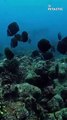 Awe-striking underwater glimpses of Manta and Eagle Rays   PETASTIC