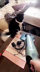 These Furry Creature Will Banish Your Boredom   PETASTIC