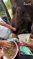 The funniest and most humorous animal videos ever- you laugh you lose   PETASTIC