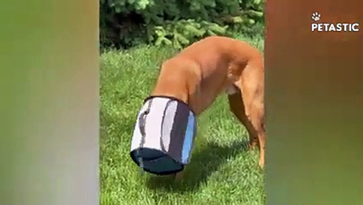 Funny Animals Compilation Prepare to Burst into Laughter PETASTIC