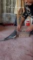 Feisty Cockatiel Stands Its Ground Yells at Housemaid for Food   PETASTIC