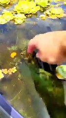 Target Acquired  Creative Feeding Technique Brings Out Turtle's Appetite!   PETASTIC