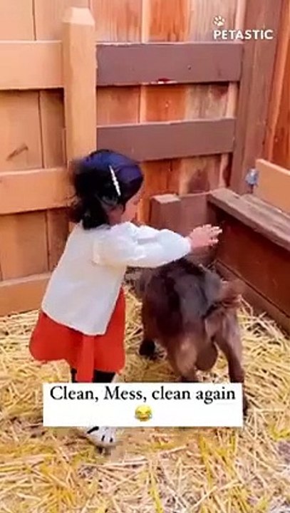 You just CAN'T BE BORED Watching Ultimate Hilarious Animals   PETASTIC