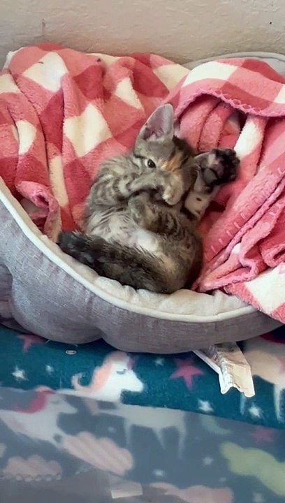 Foster Kitten Nursing on Her Toes and Making Bi...
