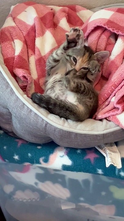 Foster Kitten Nursing on Her Toes and Making Bi...