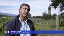 Productores de vinos chilenos rescatan viejas técnicas para afrontar cambio climático