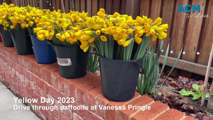 Yellow Day - drive through Daffodils at Vanessa Pringle