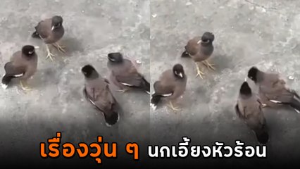 แก๊งนกจับกลุ่มประชุมซีเรียส นึกว่าคุยกันดี ที่ไหนได้...