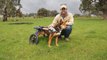 Working dog musters sheep in wheelchair | August, 31 2023 | Stock & Land